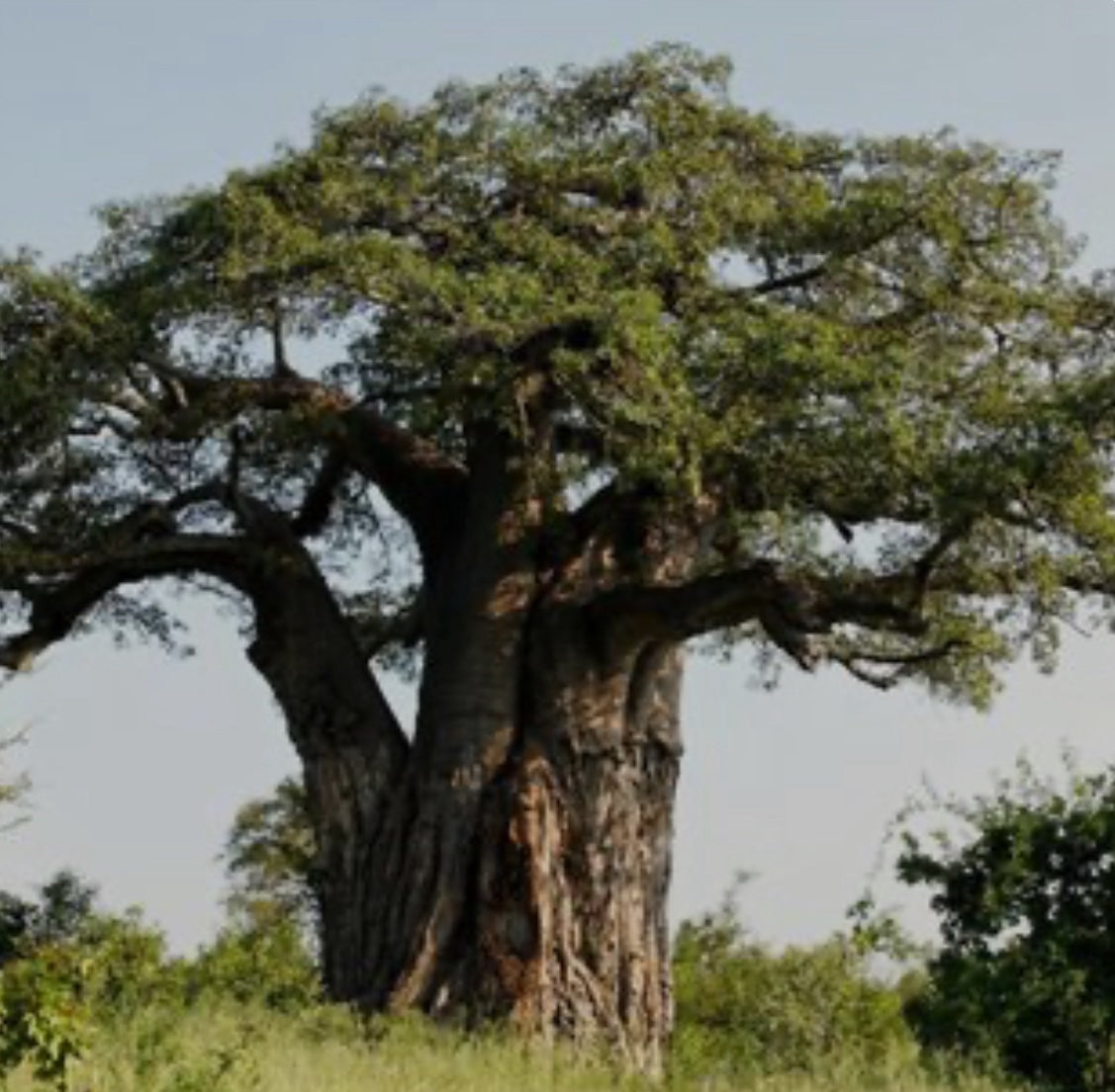 Cold pressed Baobab oil 1 liter